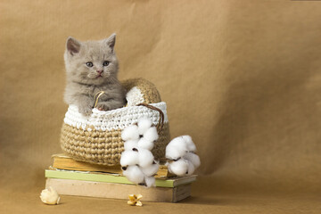 Cute lilac British kitten looking into the camera