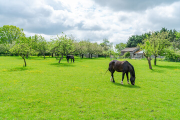 Horses on a farm in rural Kent