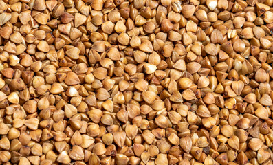 Fototapeta premium buckwheat. fresh buckwheat. dry buckwheat background.