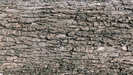 wood background with tree texture