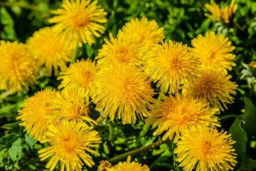 Obraz premium Dandelions in the meadow sunny springtime day 