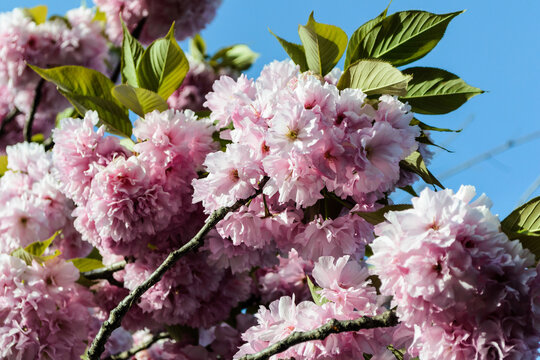 Branch of Prunus serrulata or Japanese cherry.