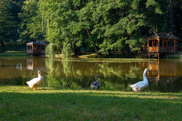 geese near the pond in park. countryside recreation zone with alcove on the shore. summer vacation...