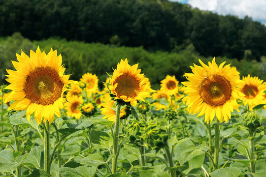 close up of sunflower field in summer. blurred background of forested hills
