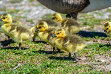 Newborn goslings in the springtime 