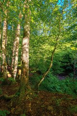 beech forest in summer. deciduous trees in morning light. beautiful nature background