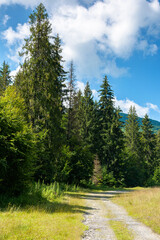 Fototapeta na wymiar old country road through forest. grass along the path. sunny summer landscape in mountainous countryside