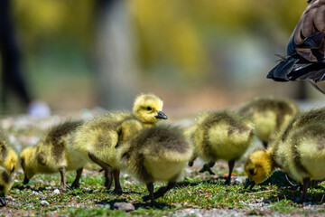 Newborn goslings in the springtime 