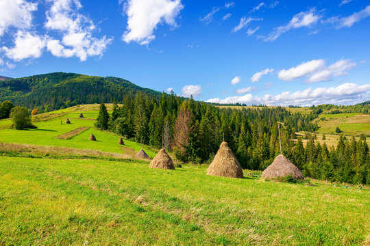 rural landscape with haystacks on the hill. fields and meadows in mountains. wonderful carpathian countryside scenery on a bright september day. clouds on the sky
