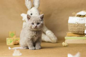 Cute lilac British kitten looking into the camera