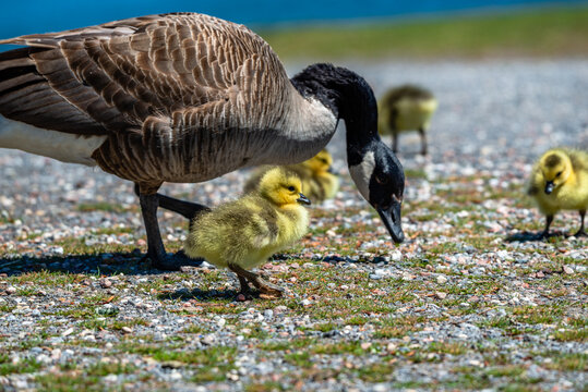 Newborn goslings in the springtime 