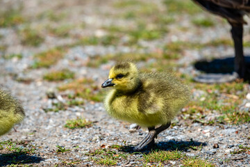 Newborn goslings in the springtime 