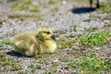 Newborn goslings in the springtime 