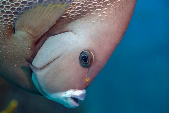 French angelfish ,Pomacanthus paru is a species of marine ray-finned fish,