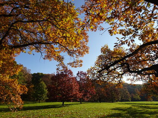 trees in autumn