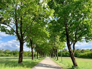 Fototapeta na wymiar Grüne Allee mit Bäumen im Frühling/Sommer bei Sonne im Westen von München, Bayern bei Gut Freiham 
