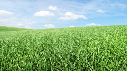 Smooth green grass, lawn against a large blue sky on a sunny day. Wide view of the mown lawn. Natural background of green grass, fresh juicy frame.