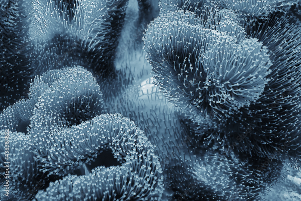 Poster coral reef macro / texture, abstract marine ecosystem background on a coral reef - Posters