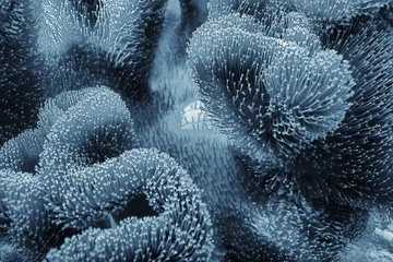 Poster koraalrifmacro/textuur, abstracte mariene ecosysteemachtergrond op een koraalrif © kichigin19