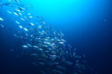 lot of small fish in the sea under water / fish colony, fishing, ocean wildlife scene