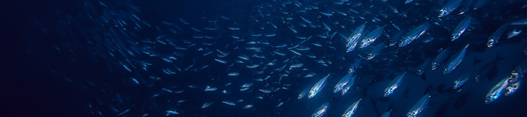lot of small fish in the sea under water / fish colony, fishing, ocean wildlife scene