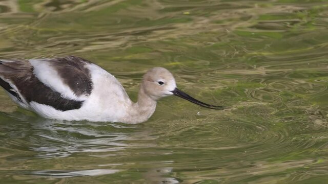 Close up shot of the American avocet