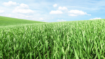 Smooth green grass, lawn against a large blue sky on a sunny day. Wide view of the mown lawn. Natural background of green grass, fresh juicy frame.