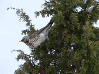 Fieldfare (Turdus pilaris) eating berries in winter, Belarus