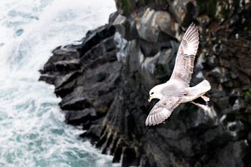 Seagull on the coast of Iceland
- 436388060