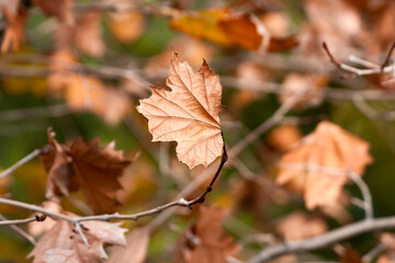 utumn leaves on plane tree on the wind