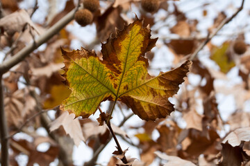 Fototapeta premium Autumn leaf on plane tree 