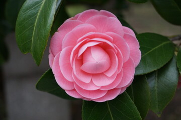 Camelia, fromTokyo, Japan