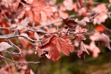 Dry brown autumn leaves on maple tree branch