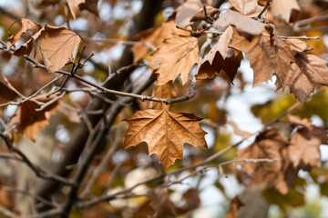 autumn leaves on plane tree 
