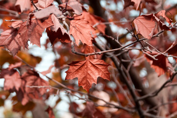 Autumn leaves on tree