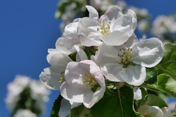 Flowering apple tree