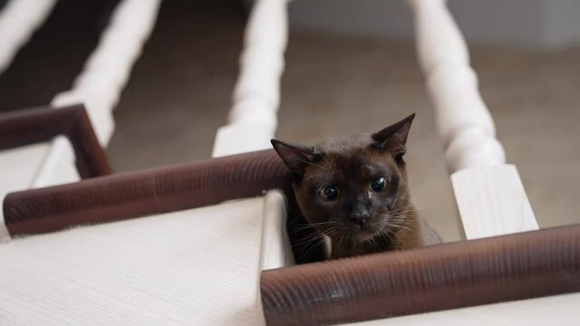 Amazing burmese kitten on stairs. Funny brown cat playing in the house. Head of a purebred kitten looks out from staircase trying to catch toy.