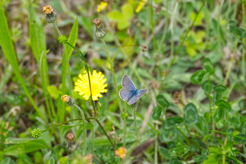 Silver-studded blue (Plebejus argus) butterfly in a grass meadow in Zurich, Switzerland
