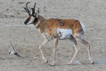 Naklejka na ściany i meble Pronghorn Antelope on the Open Prairie of Colorado.. Adult Male