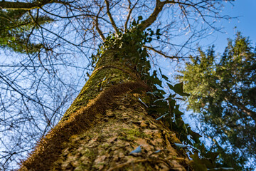 Hiking in spring through a forest in Upper Swabia
