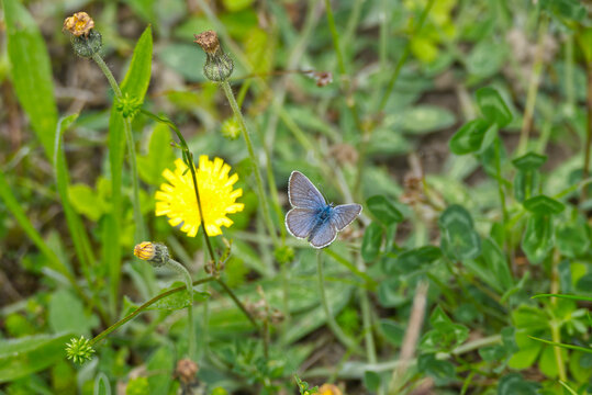 Silver-studded blue (Plebejus argus) butterfly in a grass meadow in Zurich, Switzerland