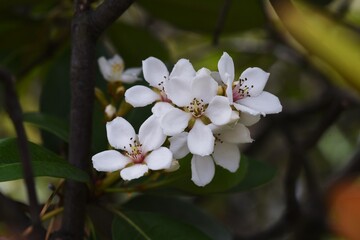 Yeddo hawthorn blossoms blooming by the roadside. Rosaceae evergreen shrub, Beach plants.