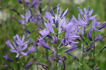 Purple flowers of Camassia quamash