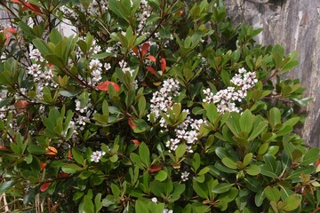 Yeddo hawthorn blossoms blooming by the roadside. Rosaceae evergreen shrub, Beach plants.