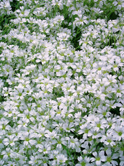 a close-up view of a sunlit meadow of white flowers