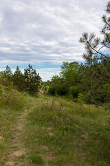 Obraz premium Hiking trailin in pine tree forest in Deliblatska Pescara