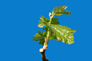 İsoladet Grape Branch and Leaves on Blue Backround