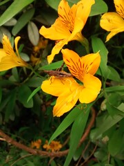 Fototapeta premium butterfly on a flower