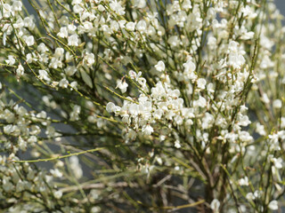 Rameaux vert-grisâtre couverts de petites fleurs blanches papilionacées du genêt blanc ou précoce (Cytisus x praecox), arbuste ornemental de haie