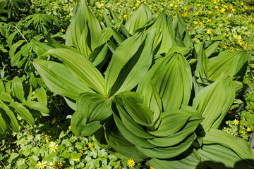 Veratrum lobelianum is a species of flowering plant belonging to the family Melanthiaceae. Its native range is Central Europe to Caucasus and Russian Far East.